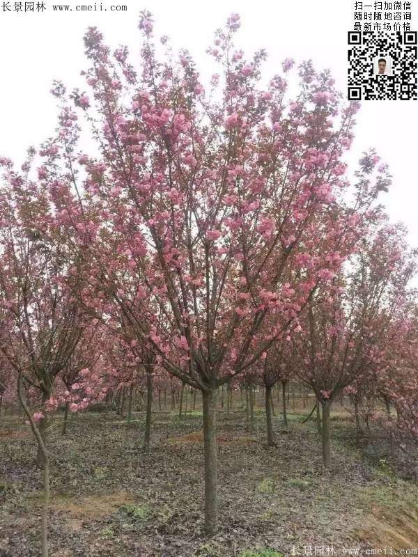 沭陽大規格的櫻花樹 沭陽大規格的櫻花樹