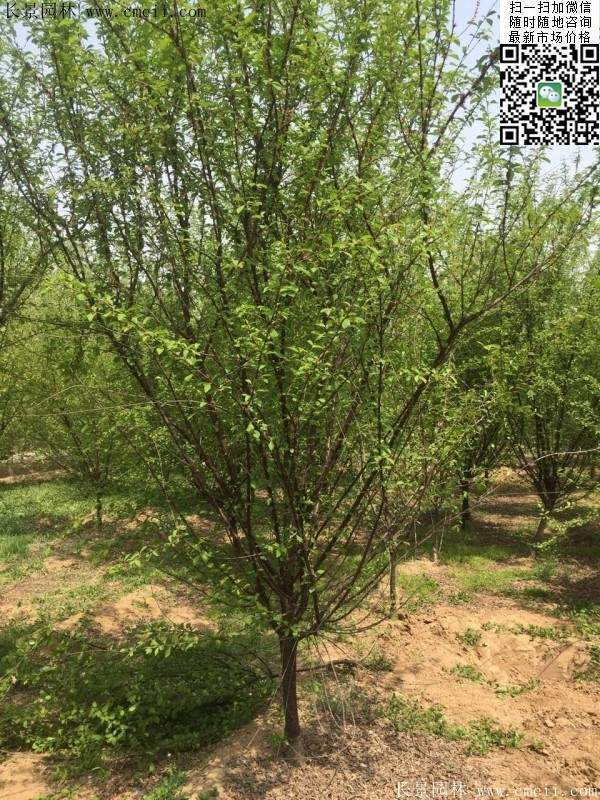 叢生榆葉梅 叢生榆葉梅