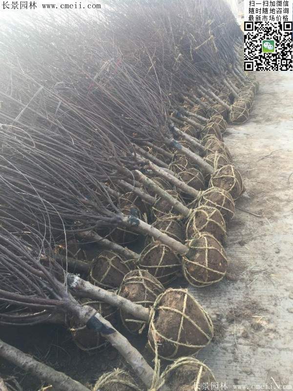 華東榆葉梅樹 華東榆葉梅樹