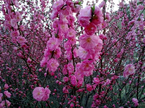 沭陽榆葉梅規(guī)格 沭陽榆葉梅規(guī)格