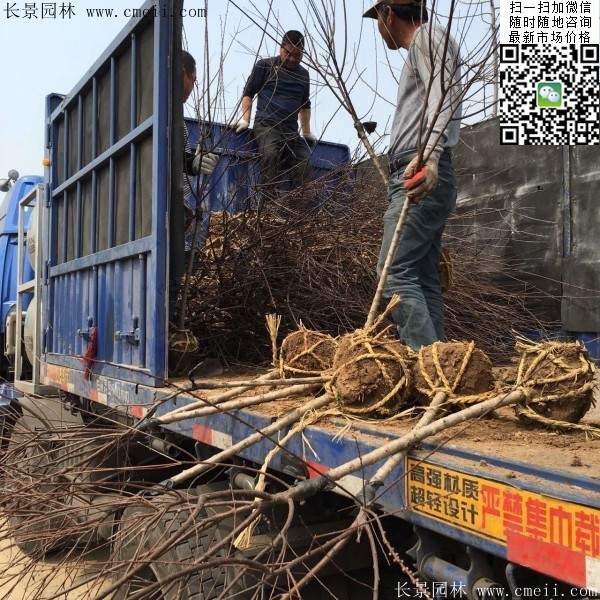 沭陽榆葉梅規(guī)格 沭陽榆葉梅規(guī)格