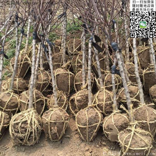 沭陽榆葉梅規(guī)格 沭陽榆葉梅規(guī)格