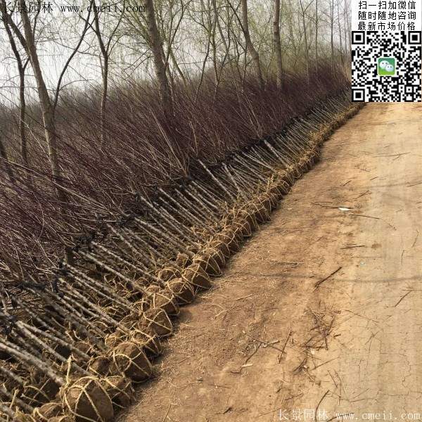 沭陽榆葉梅規(guī)格 沭陽榆葉梅規(guī)格