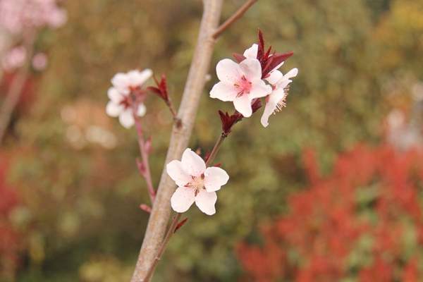 紫葉李基地 紫葉李基地