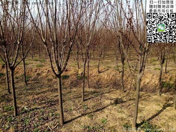 紫葉李基地 紫葉李基地