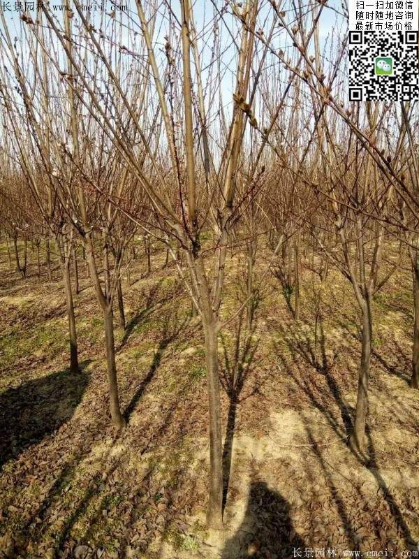 紫葉李基地 紫葉李基地