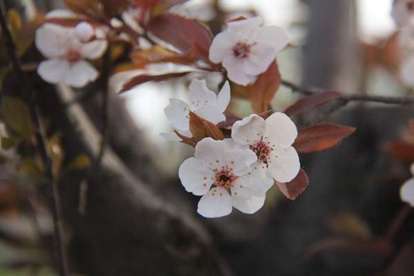 紫葉李產地 紫葉李產地