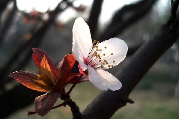 沭陽紫葉李 沭陽紫葉李