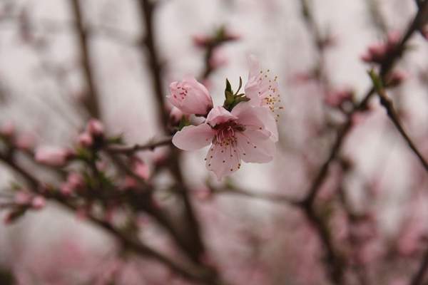 紫葉李規(guī)格 紫葉李規(guī)格