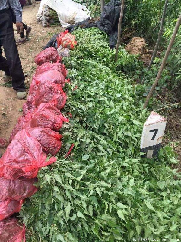 沭陽棣棠價(jià)格