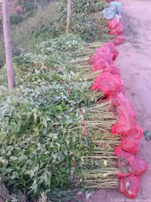 沭陽棣棠價(jià)格