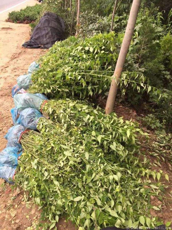 沭陽棣棠價(jià)格