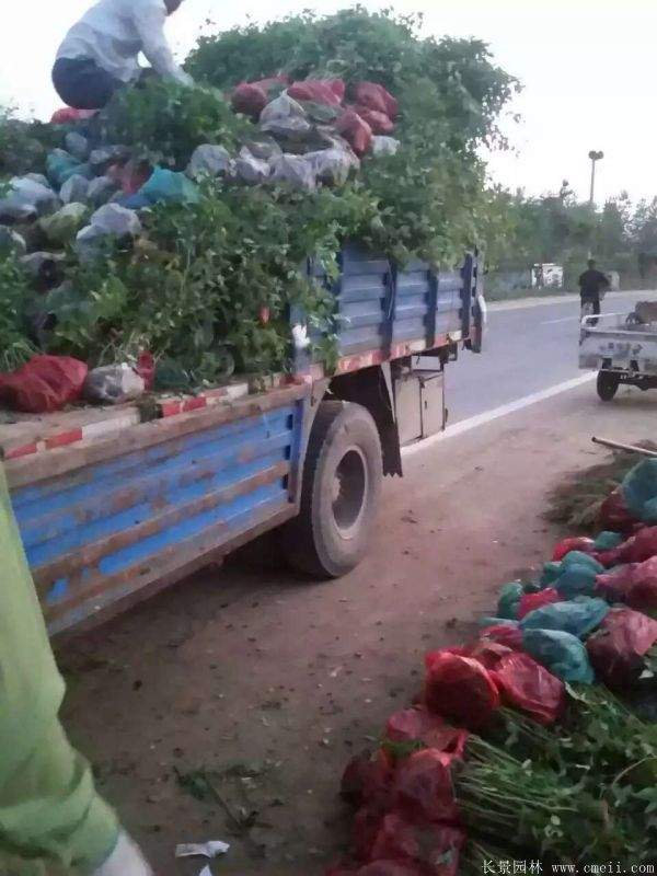 沭陽棣棠價(jià)格