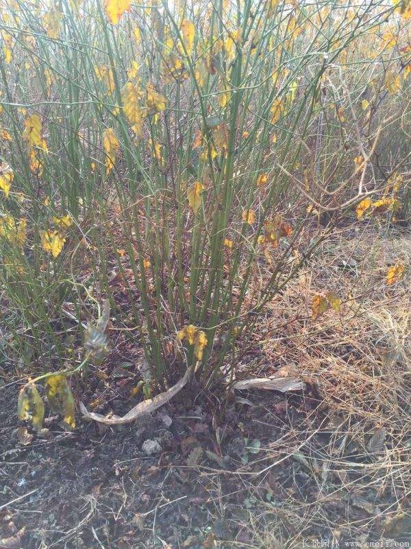 棣棠花產(chǎn)地