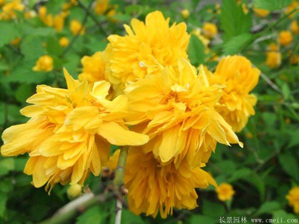 棣棠花產(chǎn)地