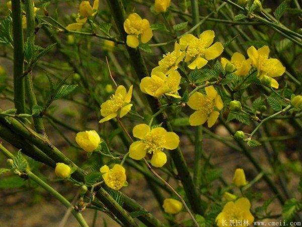 優質精品棣棠花