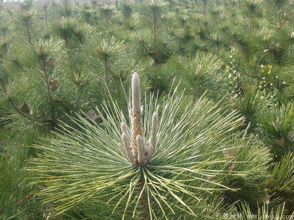 沭陽黑松 沭陽黑松