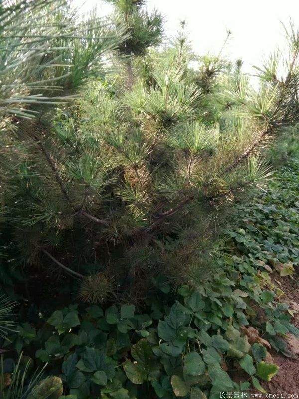 沭陽黑松基地 沭陽黑松基地