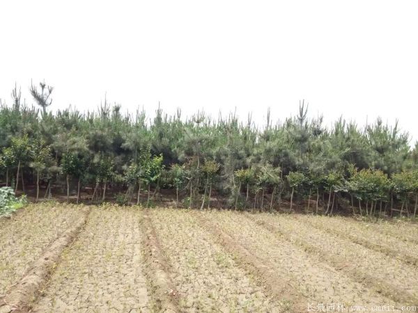 2016沭陽黑松樹的規格