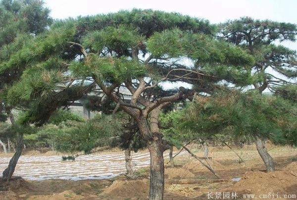 沭陽(yáng)黑松造型