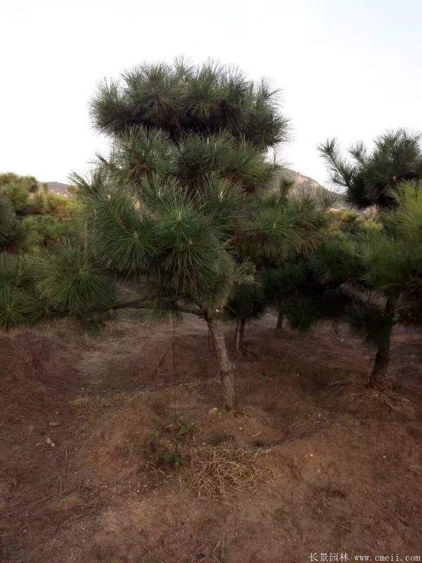 沭陽黑松的優(yōu)勢 沭陽黑松的優(yōu)勢