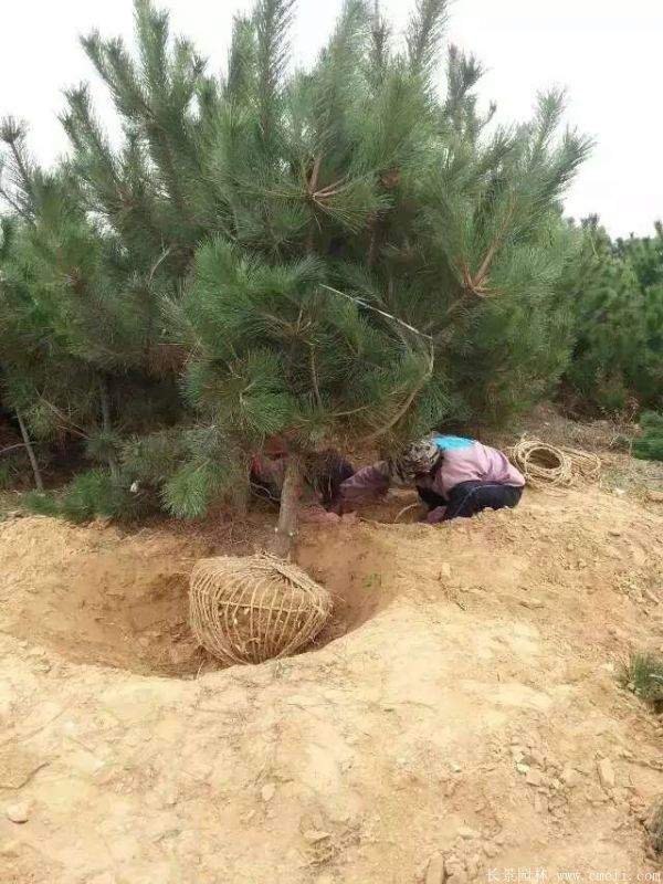 沭陽黑松的優(yōu)勢 沭陽黑松的優(yōu)勢