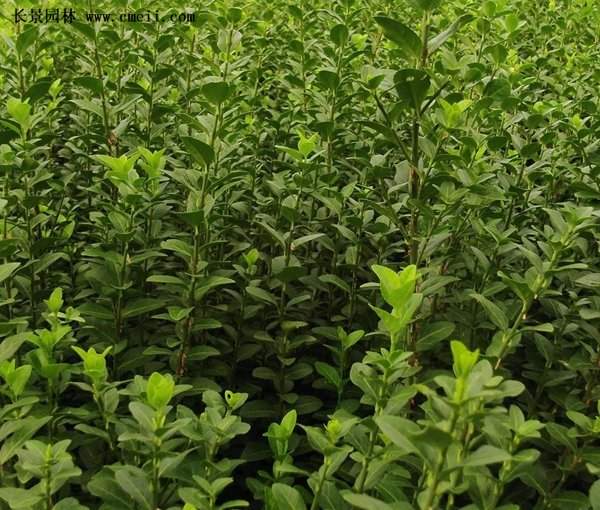 沭陽扶芳藤 沭陽扶芳藤