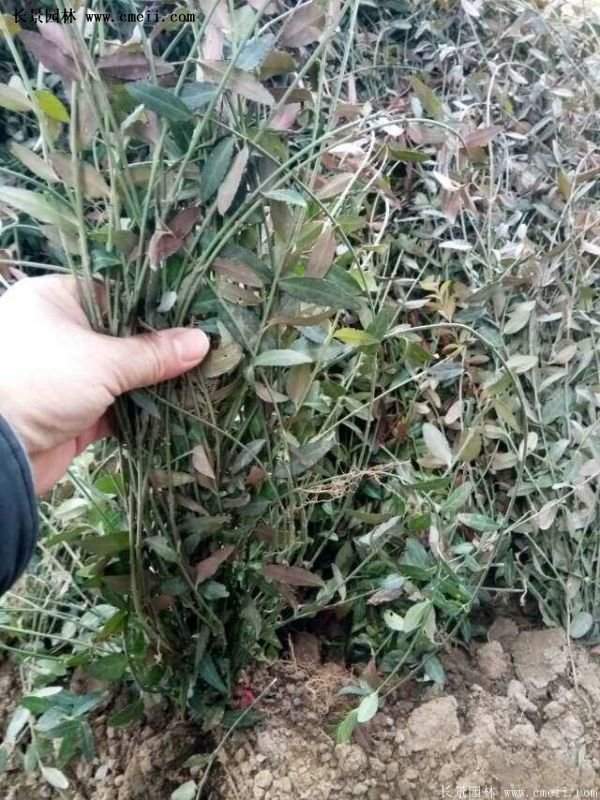 沭陽扶芳藤 沭陽扶芳藤