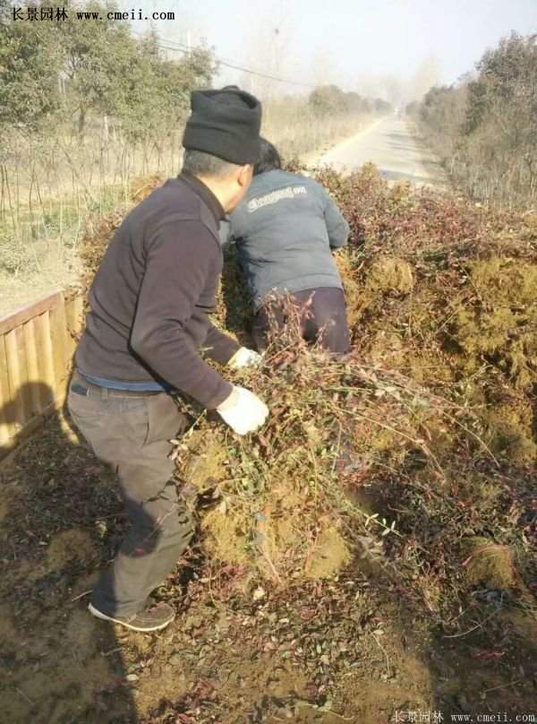 沭陽扶芳藤 沭陽扶芳藤