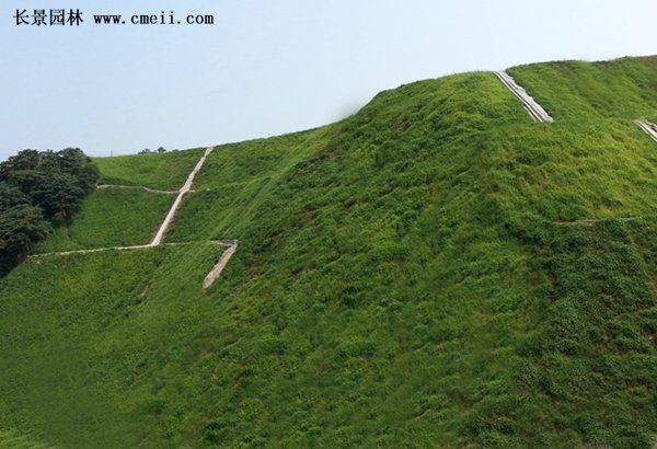 精品扶芳藤 精品扶芳藤