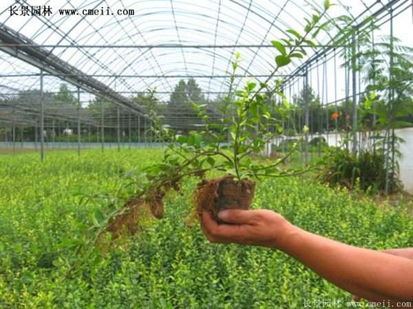 扶芳藤綠化 扶芳藤綠化