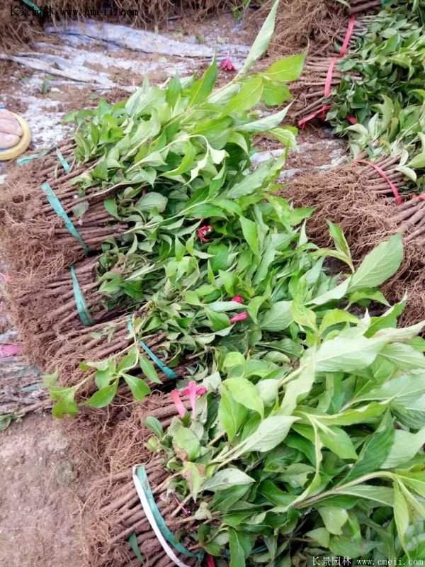 紅王子錦帶規格 紅王子錦帶規格