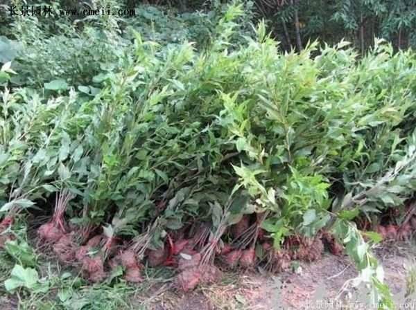 紅王子錦帶花 紅王子錦帶花