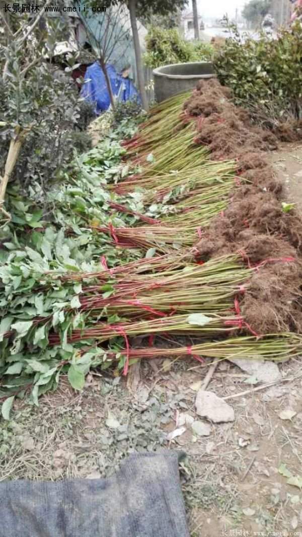 沭陽紅瑞木價格