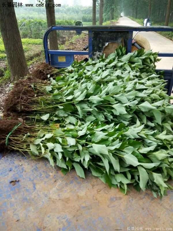 沭陽(yáng)特價(jià)紅瑞木苗