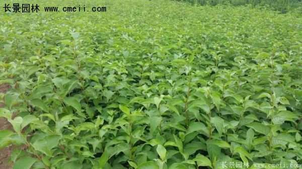 沭陽(yáng)特價(jià)紅瑞木苗