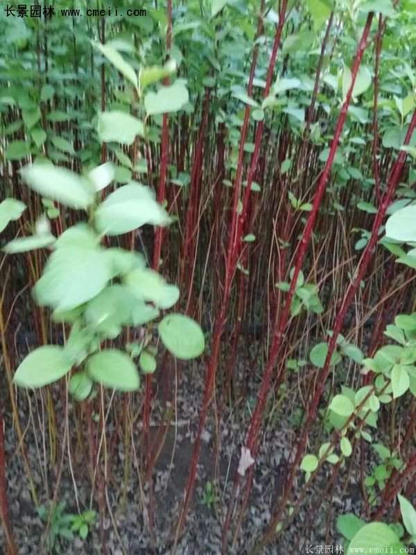 沭陽(yáng)特價(jià)紅瑞木苗