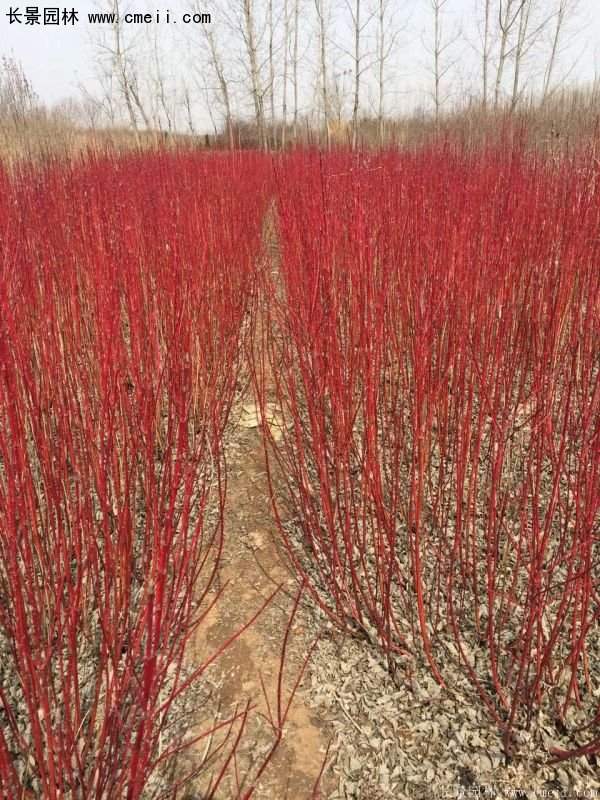 沭陽(yáng)特價(jià)紅瑞木苗