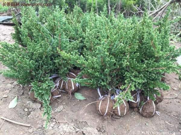 沭陽地柏的規格