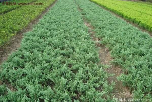 沭陽地柏的優勢