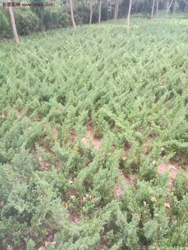 沭陽地柏的優勢