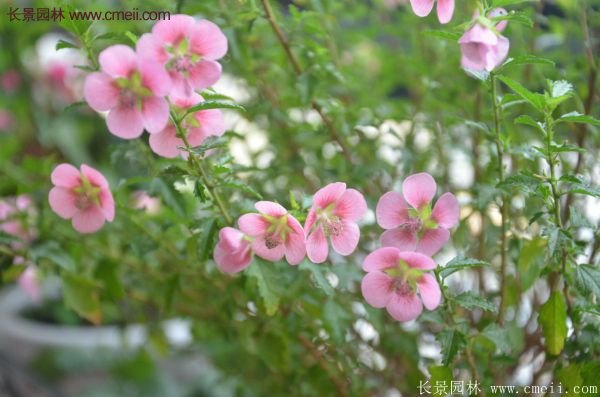 哪種木槿規(guī)格在園林上應(yīng)用最多