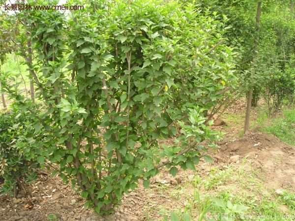 哪種木槿規(guī)格在園林上應(yīng)用最多