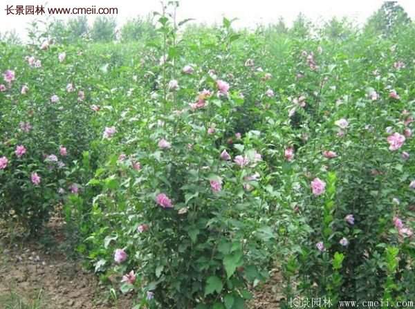 優(yōu)質(zhì)木槿花樹苗