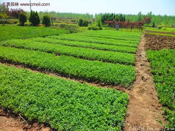 沭陽低價連翹苗