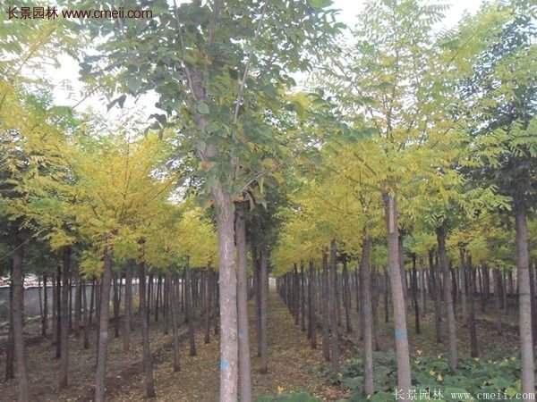 黃金槐樹苗是如何繁育的?