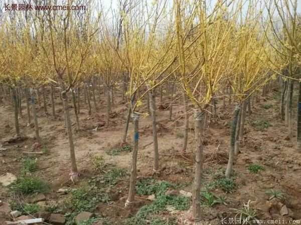 黃金槐樹苗是如何繁育的?