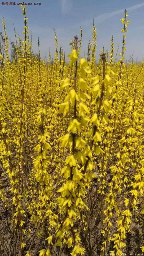 沭陽連翹的價(jià)格