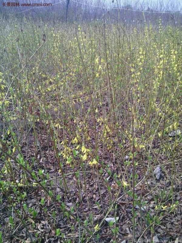 沭陽(yáng)連翹花