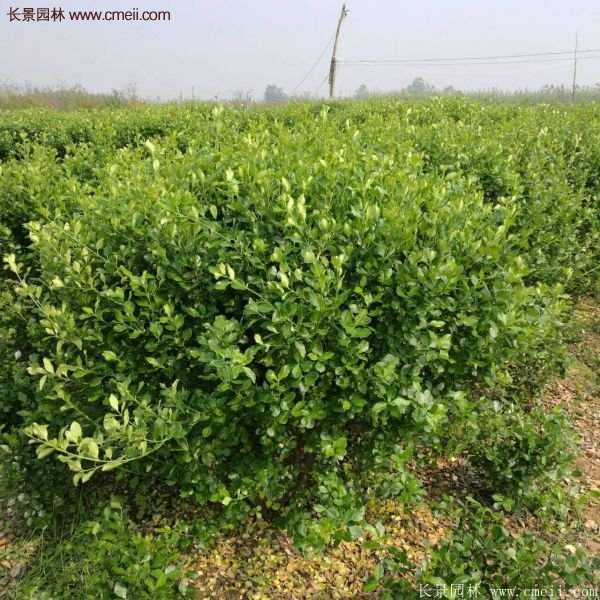 沭陽(yáng)衛(wèi)矛球 沭陽(yáng)衛(wèi)矛球